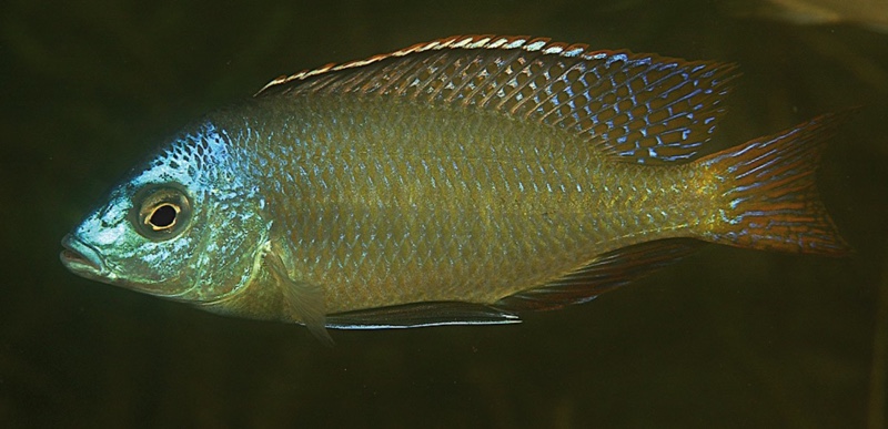 Protomelas labridens 'Chiofu'
